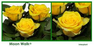 ROSE MOON WALK 40
